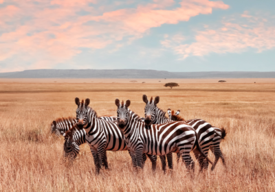 Kenya Wildlife Escape