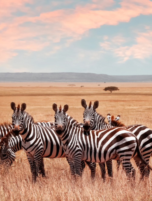 Kenya Wildlife Escape