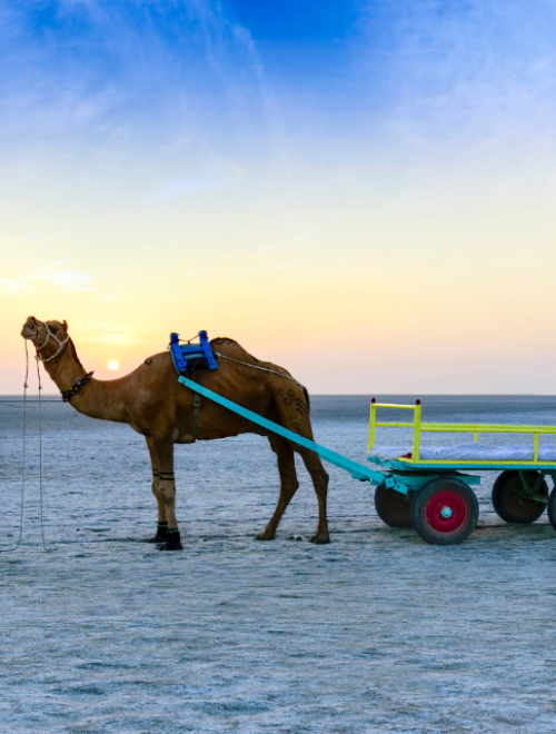 KUTCH: A Canvas of Color in a Sea of White